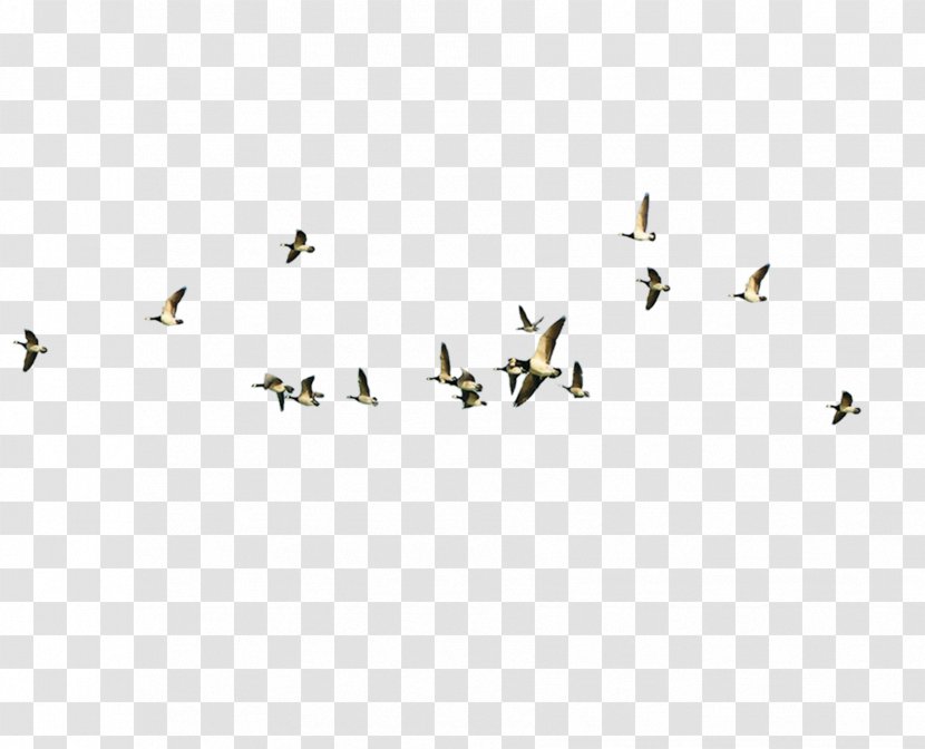 Bird Migration Poster - Beak - Flying The Transparent PNG