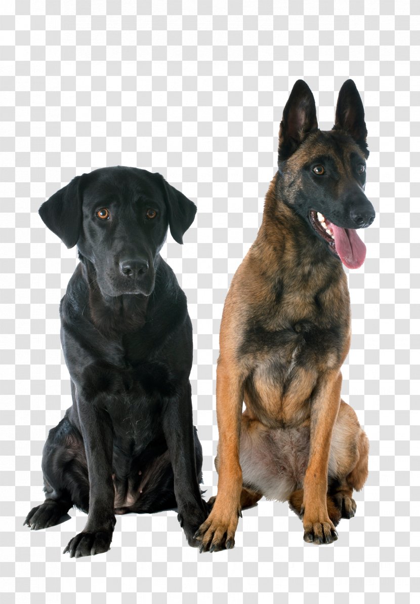 Dog Breed German Shepherd Tervuren Malinois Belgian - Carnivoran - Aggression Transparent PNG
