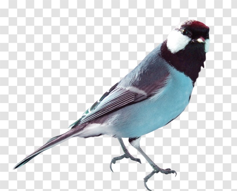 Hummingbird Pigeons And Doves Beak Homing Pigeon - Domestic - Bird Drawing Blue Transparent PNG