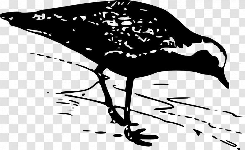 Bird European Golden Plover Pacific American - Drawing Transparent PNG