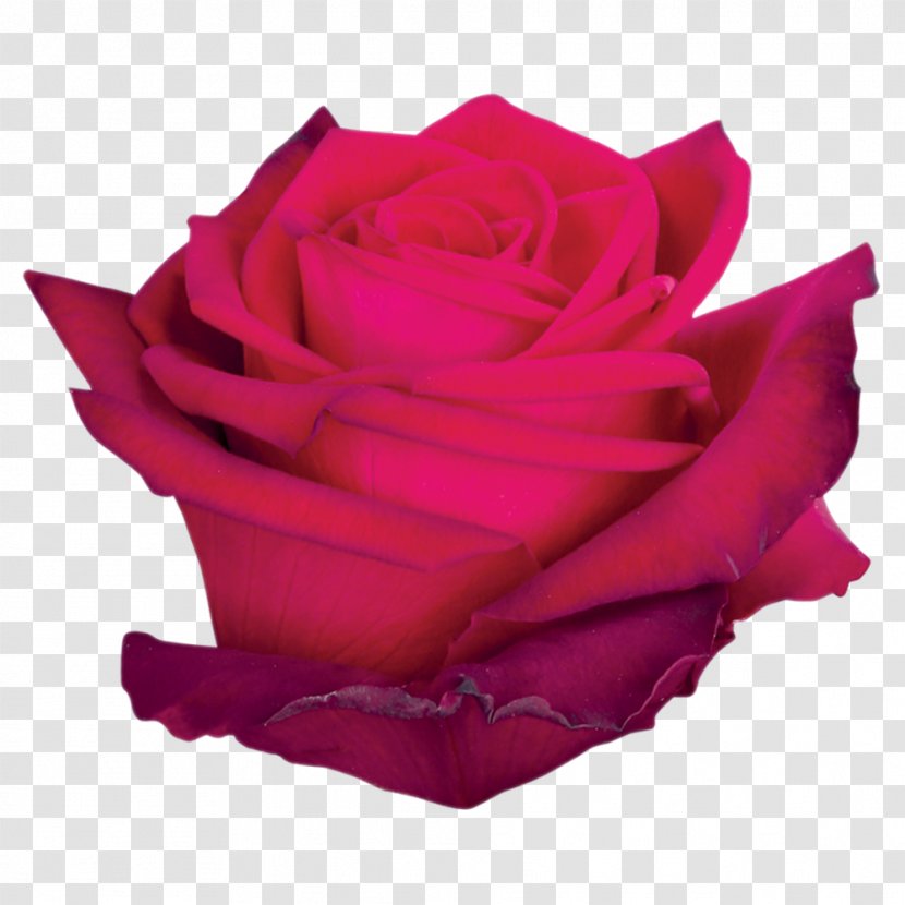 Garden Roses Cabbage Rose Cut Flowers Petal - Paradise - Roze Flower Transparent PNG