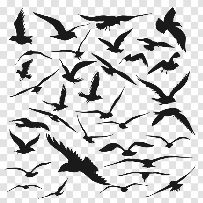 Bird Silhouette Drawing Vector Graphics - Wing - Flight Transparent PNG