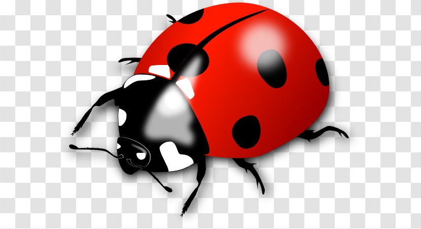 Ladybird Beetle Clip Art Openclipart - Arthropod Transparent PNG