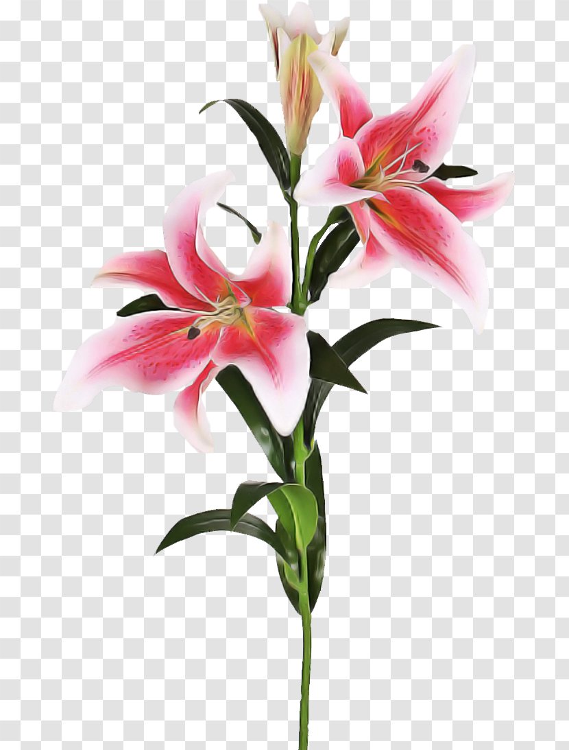 Flower Lily Plant Stargazer Cut Flowers - Tiger Peruvian Transparent PNG