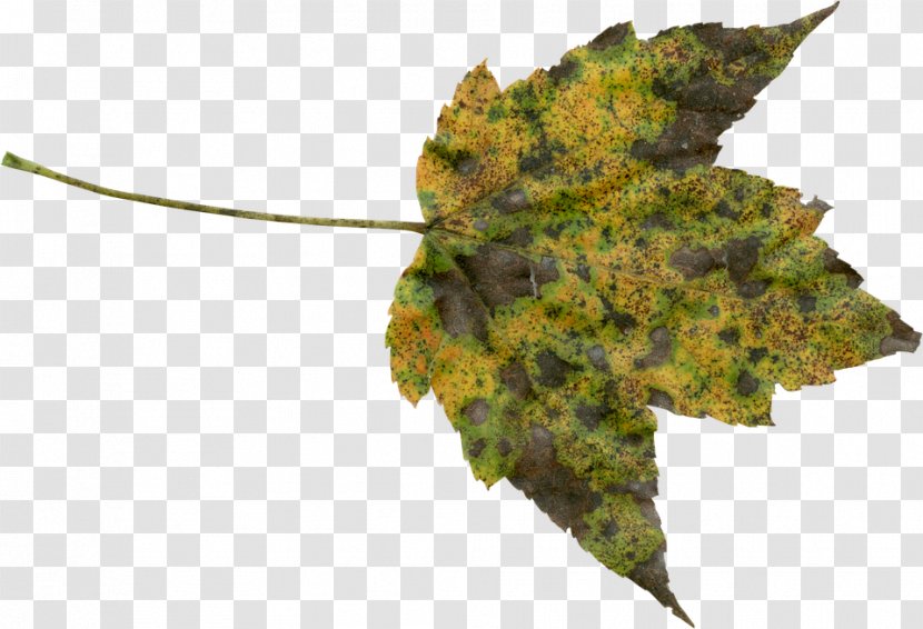 Autumn Leaf Color Clip Art Tree Transparent PNG