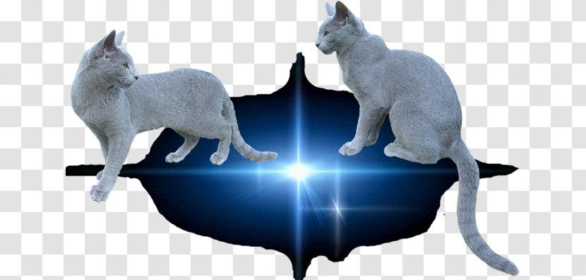 Whiskers Kitten Cat Dog Canidae - Fauna - Russian Blue Transparent PNG