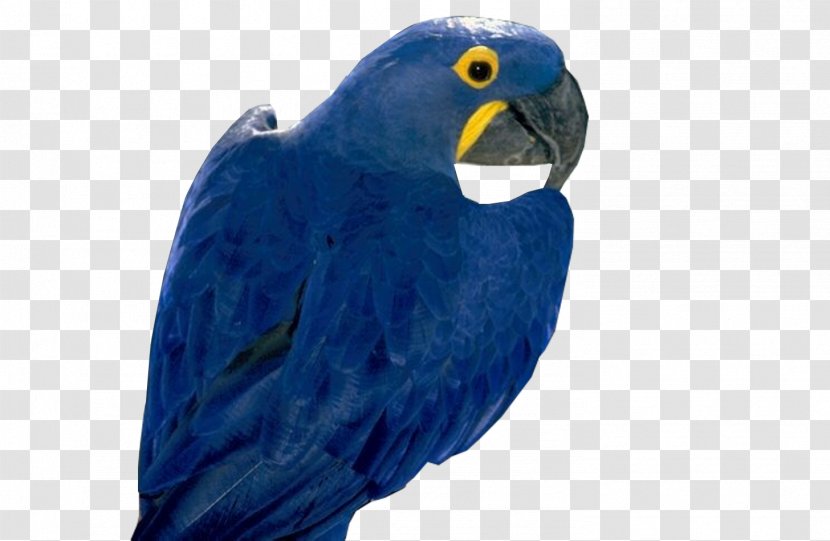 Parrot Hyacinth Macaw Parakeet Bird - Beak Transparent PNG