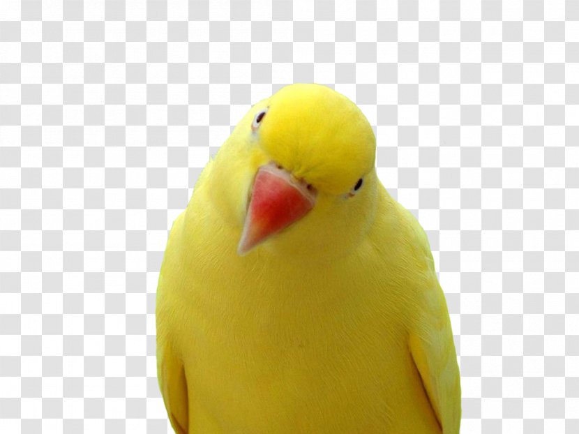 Parrot Cockatiel Lovebird Parakeet - Feather - Yellow Images, Free Download Transparent PNG