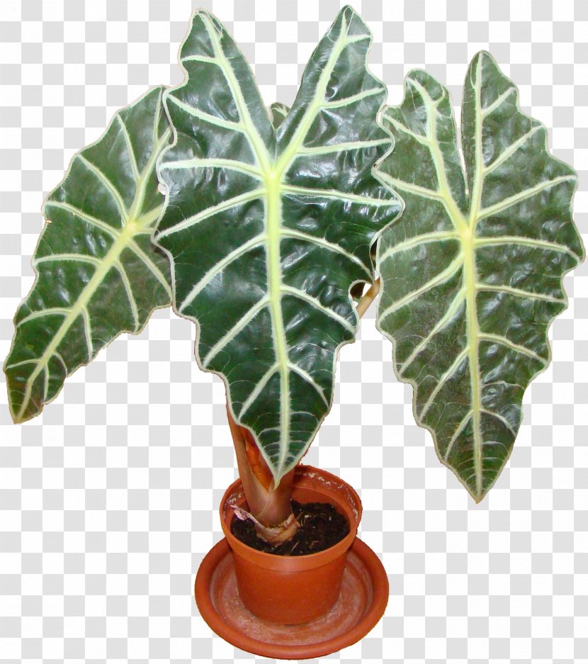 Alocasia Houseplant Leaf Pamyatnik Yuriyu Nikulinu Transparent PNG