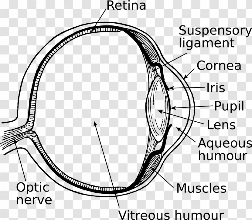 Human Eye Drawing Clip Art - Heart Transparent PNG