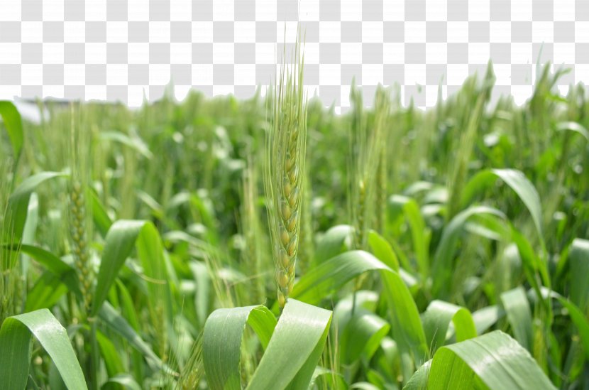 Triticale Green Download - Plant - Wheat Transparent PNG