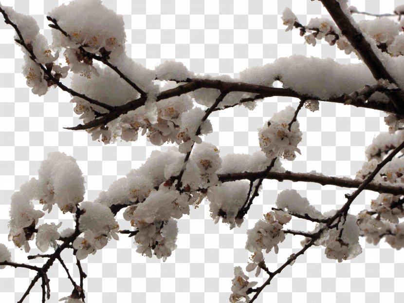 Plum Apricot Cherry Blossom - Spring - Snow White Transparent PNG