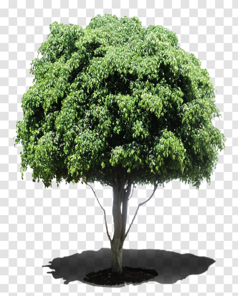 Tree Houseplant Weeping Fig Shrub - Arboles Transparent PNG