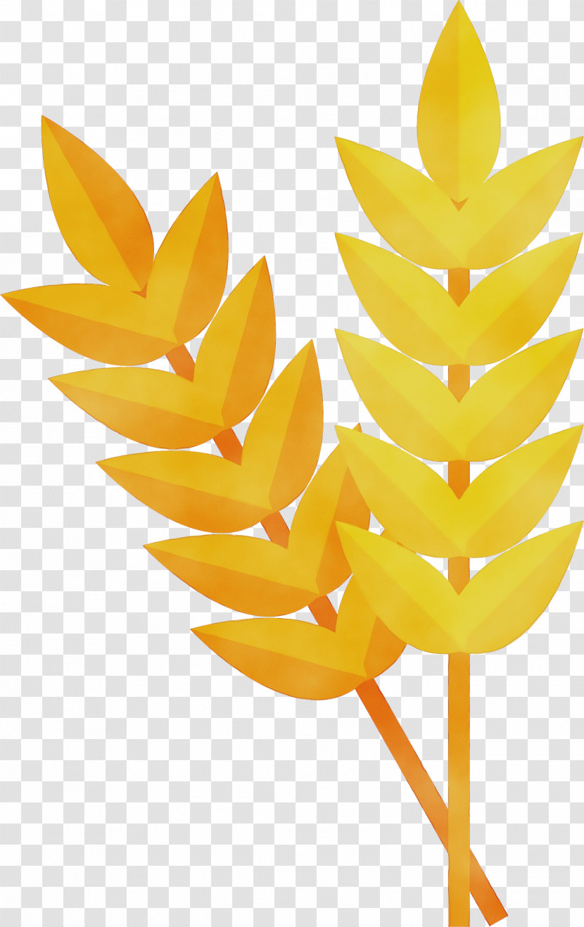 Leaf Yellow Biology Science Plant Structure Transparent PNG