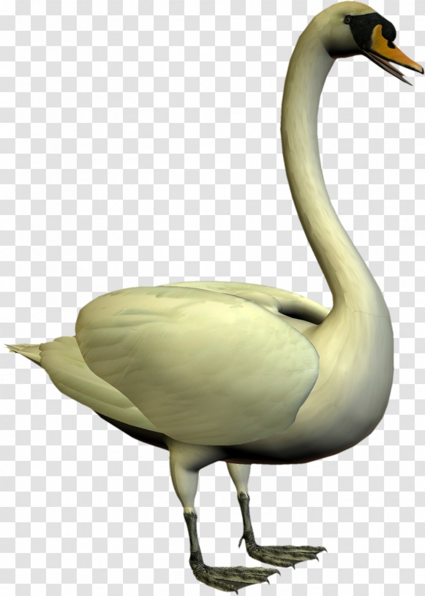 Cygnini Goose Water Bird Duck - Swan Transparent PNG