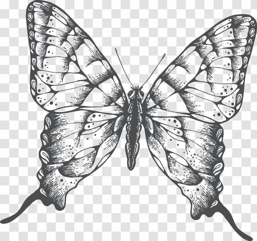 Butterfly Drawing - Symmetry - Dreamcatcher Wedding Transparent PNG