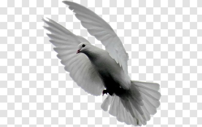 Domestic Pigeon Bird Columbidae Typical Pigeons Clip Art - White Transparent PNG