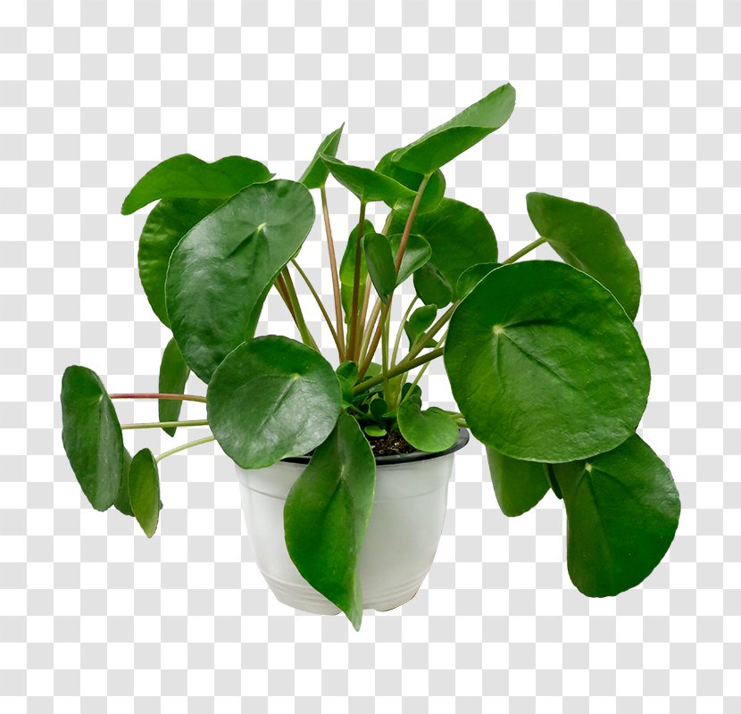 Flower Leaf Plant Kaffir Lime Houseplant - Food Basil Transparent PNG