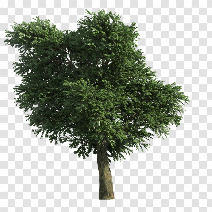Stone Pine Tree - Oak Transparent PNG