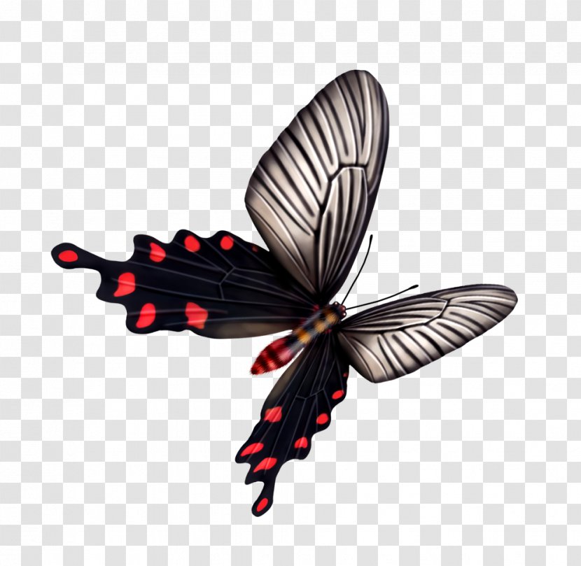 Butterfly Dragonfly Insect Transparent PNG