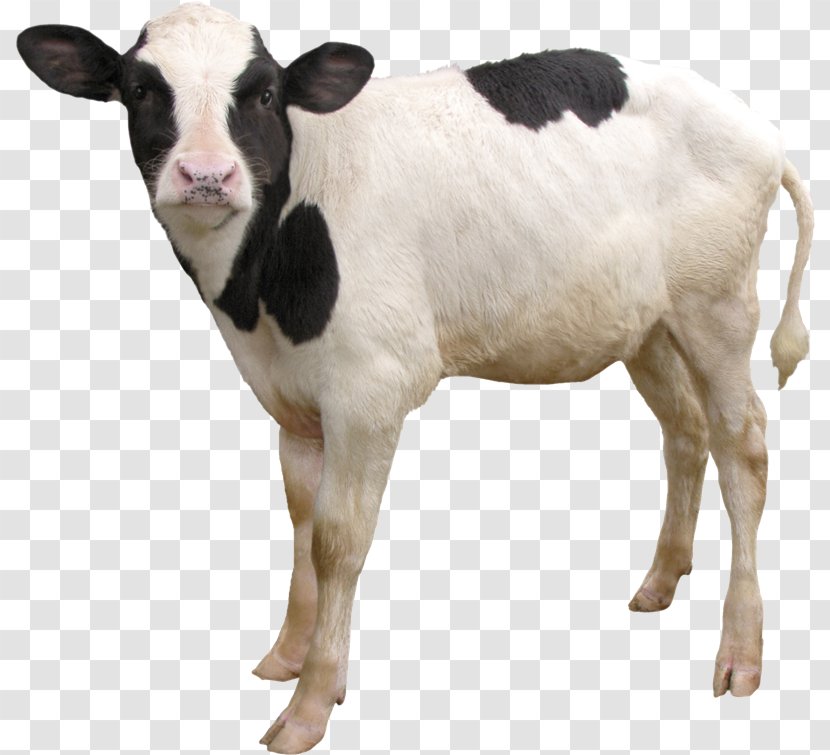 Dairy Cattle Calf Taurine Goat Sheep - Vx Transparent PNG