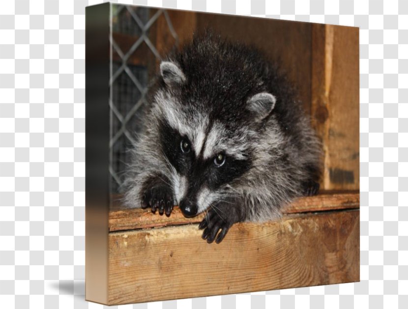 Whiskers Raccoon Gallery Wrap Viverrids Fur - Art Transparent PNG