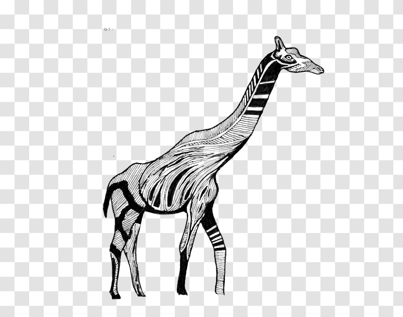 Giraffe Quagga Horse Mane Neck - Organism Transparent PNG