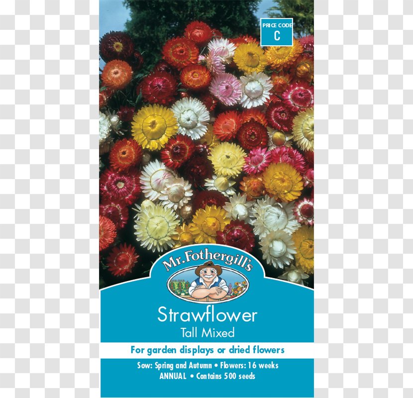 Strawflower Seed Cut Flowers Dicotyledon - Germination - Flower Transparent PNG