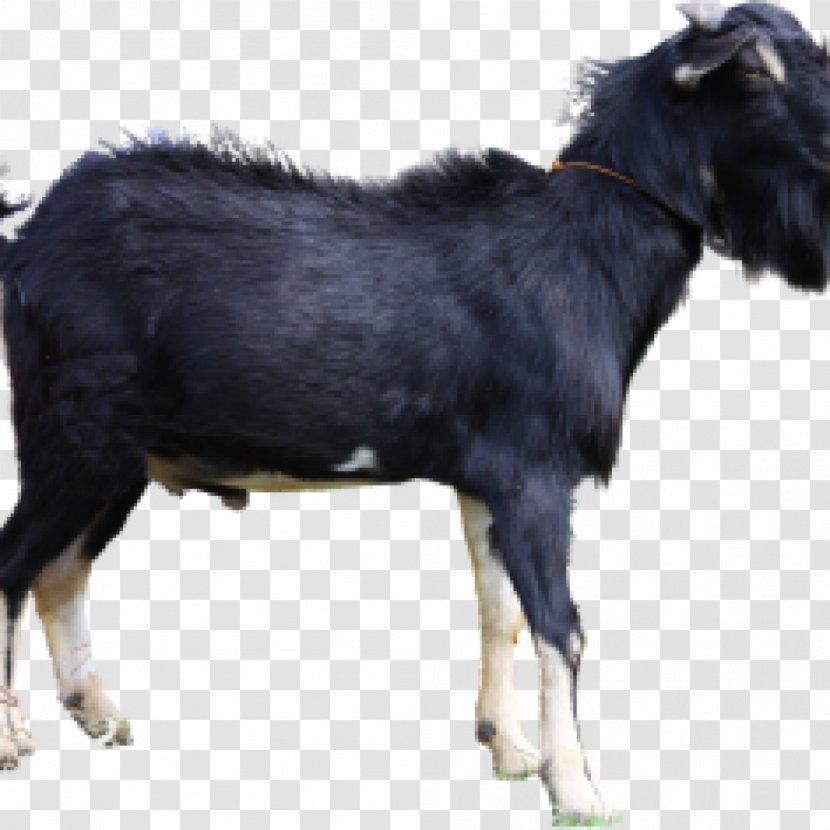 Jamnapari Goat Livestock Boer Aqiqah Siap Saji Semarang (SunahAqiqoh.com) Limousin Cattle - Cow Family Transparent PNG