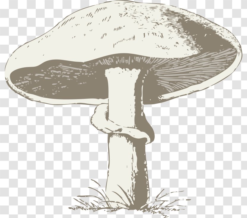 Common Mushroom Morchella Clip Art - Chanterelle - Grey Transparent PNG