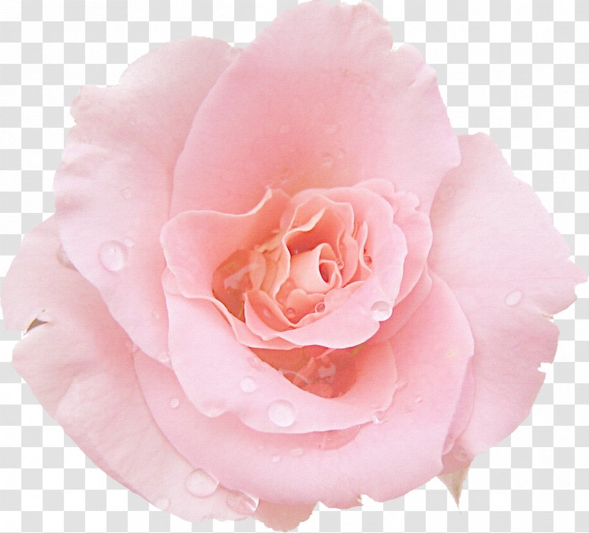 Pink Rose Desktop Wallpaper Photography - Garden Roses - White Transparent PNG