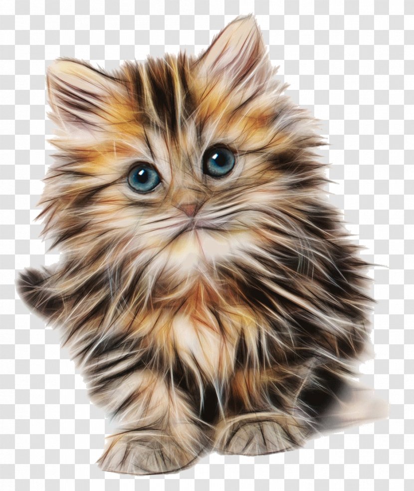 Cute Kitten, Drawing - American Curl - Cat Transparent PNG