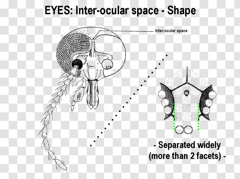 Drawing /m/02csf Ear Automotive Design - Watercolor - Catalogue Of Palaearctic Diptera Transparent PNG