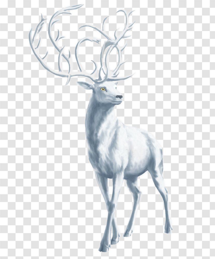 Red Deer Elk Reindeer Antler - White Transparent PNG