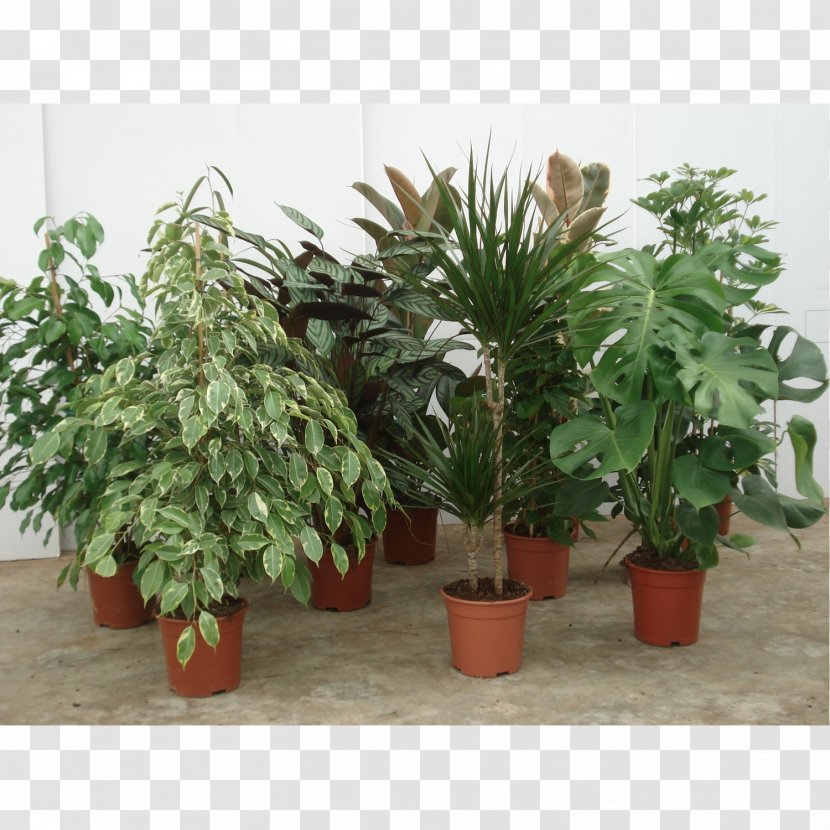 Houseplant Paperplant Dwarf Umbrella Tree Dracaena - Green - Plant Transparent PNG