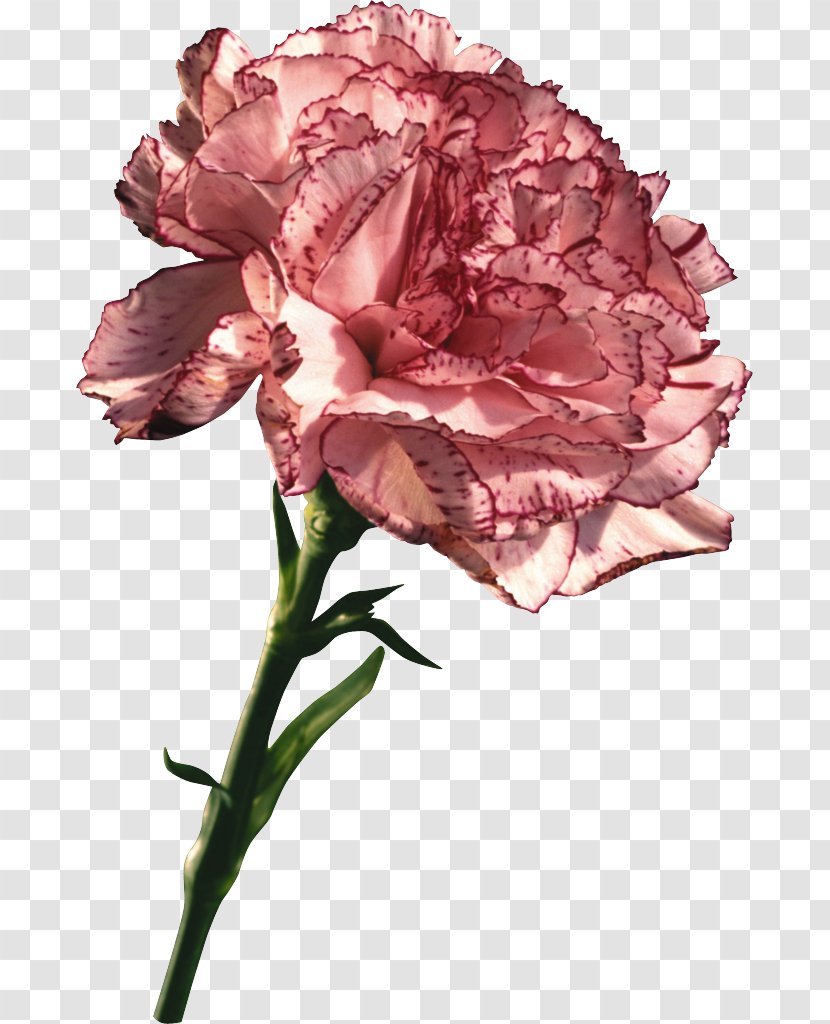 Carnation Mother's Day Gift Clip Art - Peach Transparent PNG