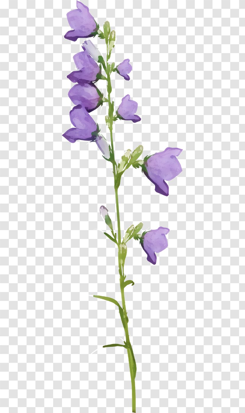 Bellflower Plant Stem Herbaceous - Real Flower Transparent PNG