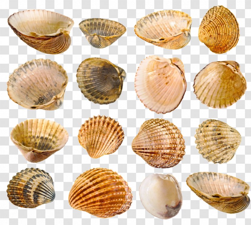 Mussel Seashell Stock Photography - Clam - Conch Shell Material Transparent PNG