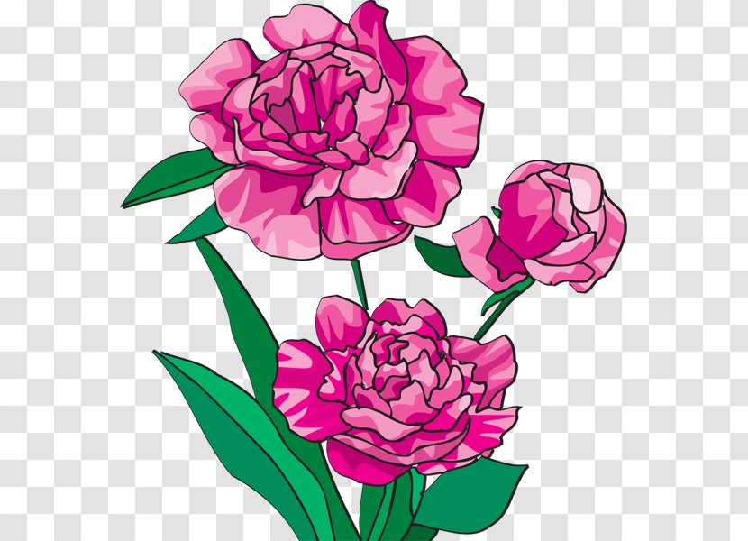 Peony Bai Mudan Paeonia Officinalis Pink Flowers Clip Art - Plant - Cliparts Free Transparent PNG
