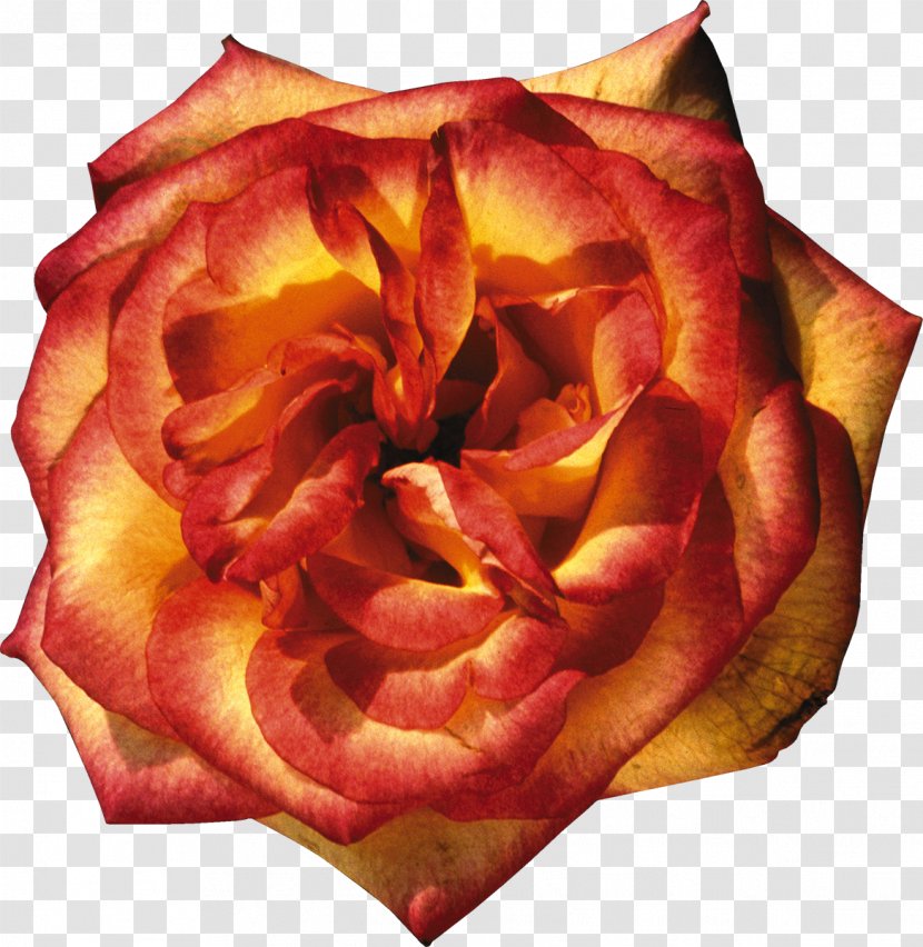 Garden Roses Orange Yellow Clip Art - Rosaceae - Rose Petals Transparent PNG