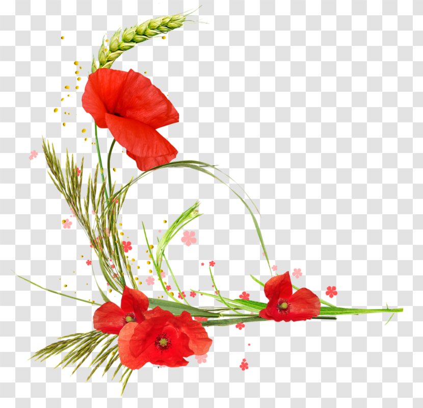 Common Poppy Floral Design Flower Clip Art - Still Life Photography - Les Coquelicots Du Bonheur Transparent PNG