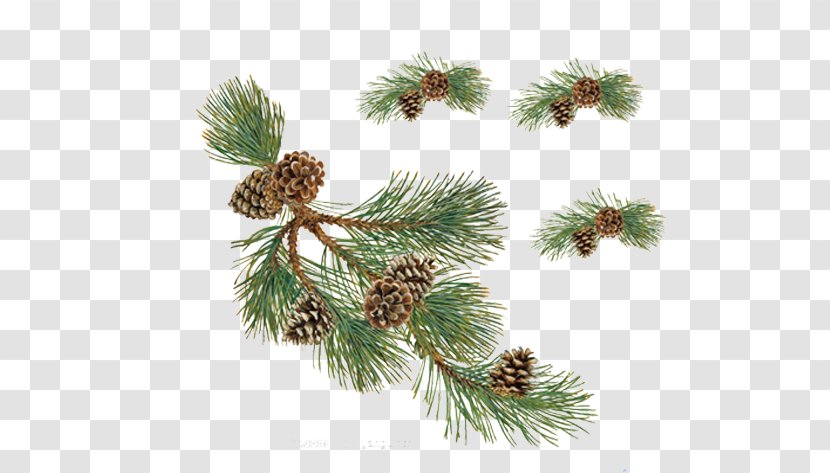 Pine Conifer Cone Christmas - Ornament - Free To Pull The Material Pinecone Image Transparent PNG