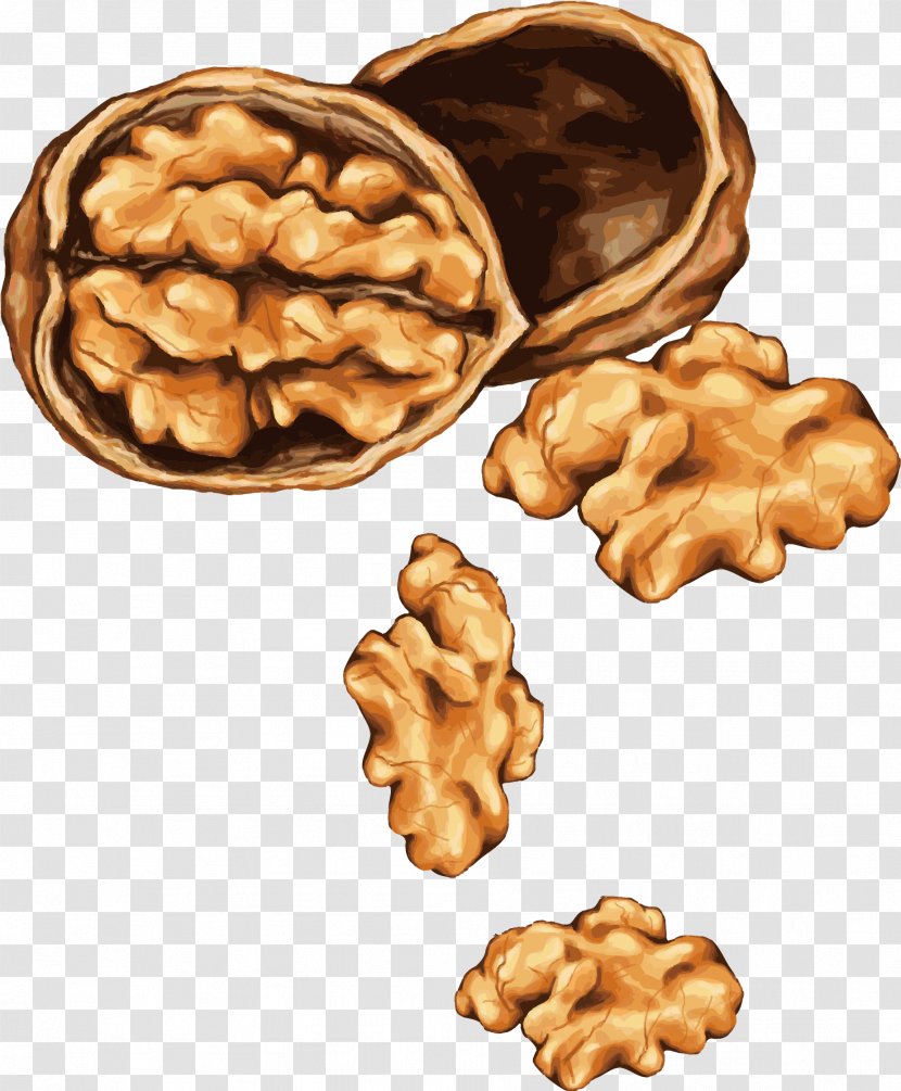 Tree Nut Allergy Drawing Almond - Seed - Vector Painted Walnut Transparent PNG