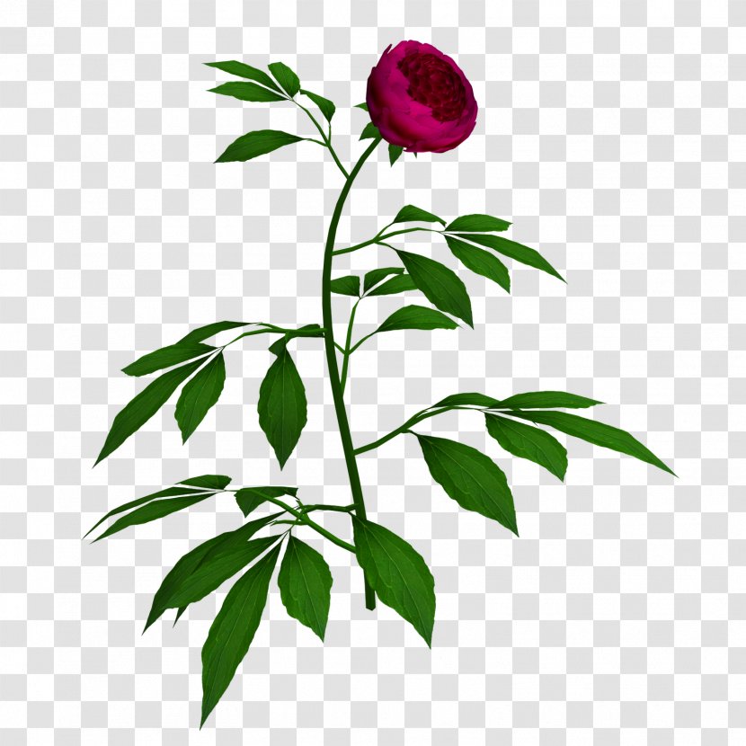 Google Images SafeSearch Clip Art - Flowering Plant - Creative Peony Transparent PNG