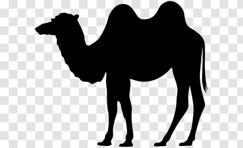 Dromedary Bactrian Camel Silhouette Clip Art - Fauna - Clipart Transparent PNG