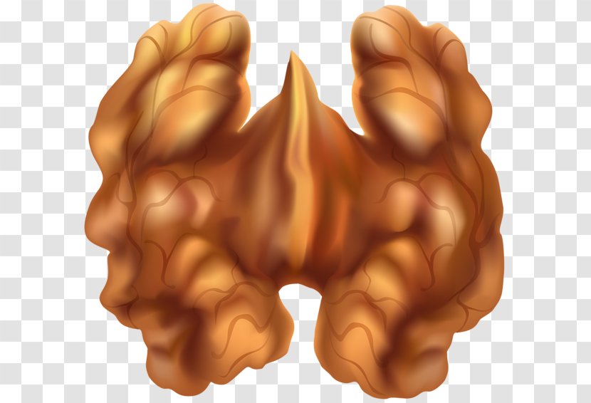 Walnut Clip Art - Copyright Transparent PNG