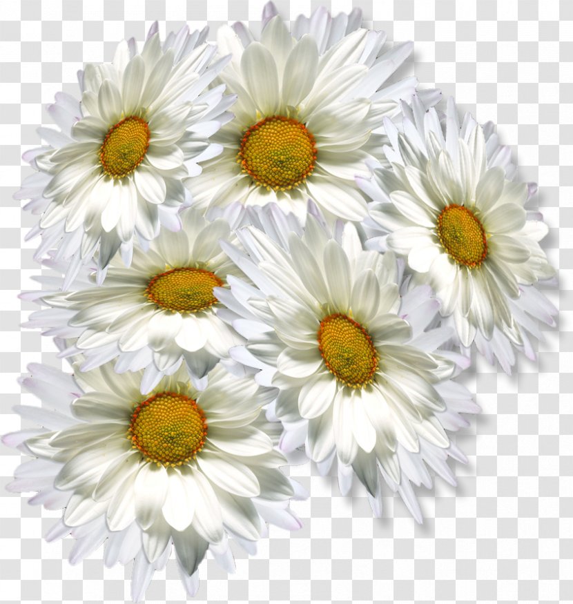 Oxeye Daisy Chrysanthemum Tea Clip Art - Chrysanths - Sunflower Transparent PNG