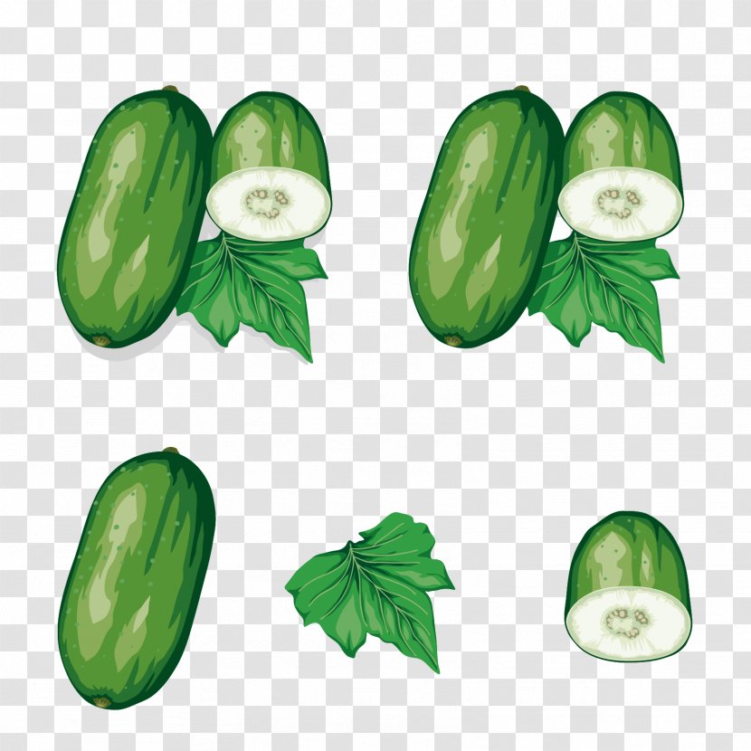 Wax Gourd Zucchini - Natural Foods - Vegetables Vector Material Transparent PNG