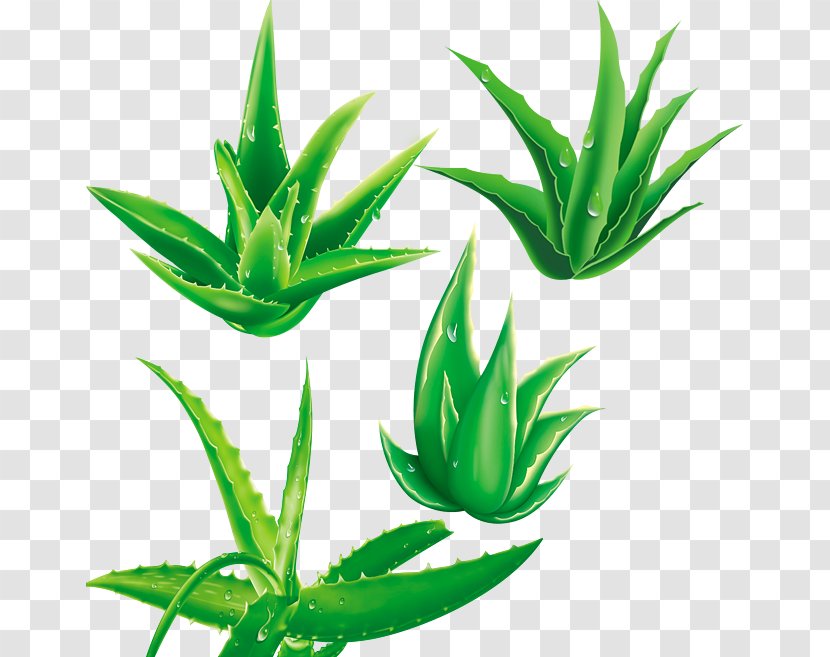 Aloe Vera Illustration - Raster Graphics Transparent PNG