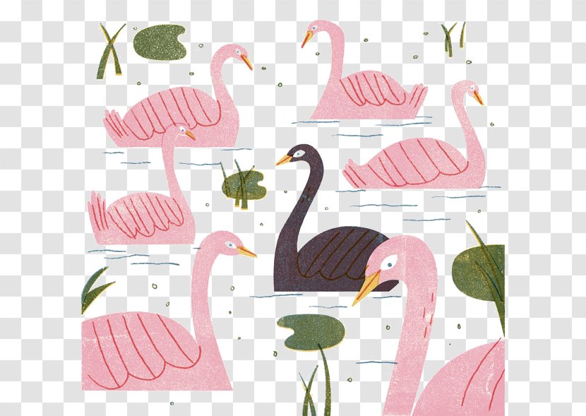 Swan Goose Illustration - Water Bird - Flat Transparent PNG